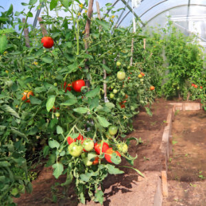 tomaten in tunnelserre